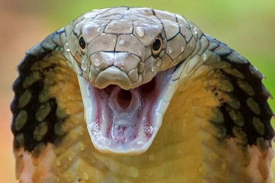 Imagem Cobra real